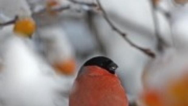 Птицы снегири красные Сонник толкование снов к чему снится снегирь