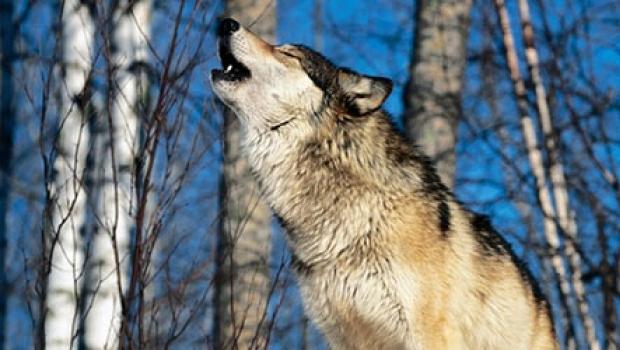 ทำไมคุณถึงฝันถึงเสียงหอน?  ทำไมคุณถึงฝันถึง Howling Wolves?